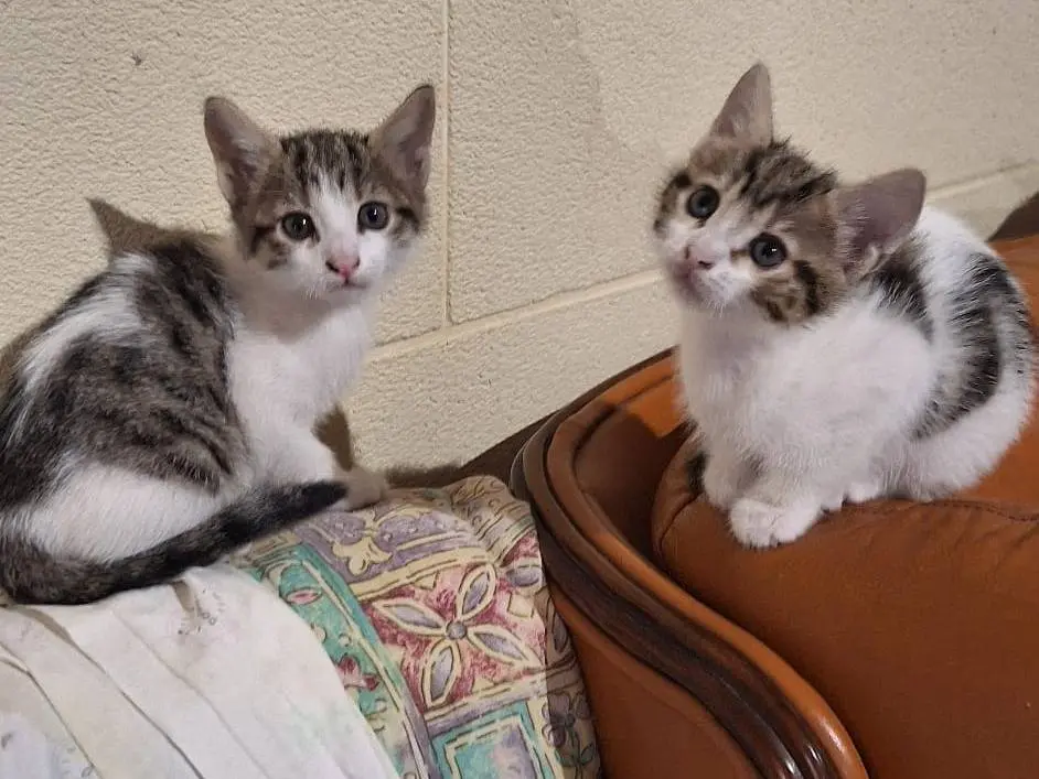Vuoi adottare un gatto a Genova?