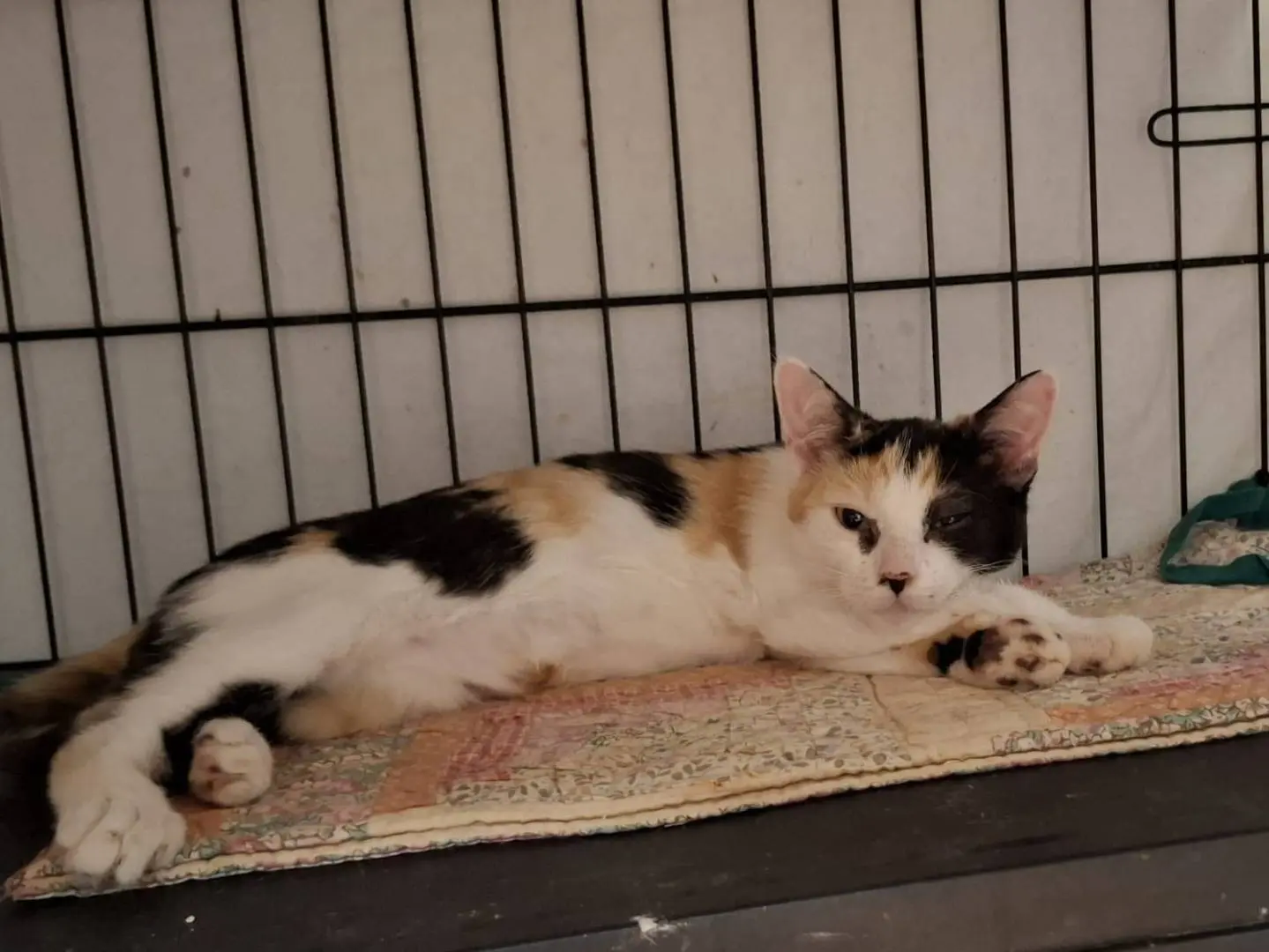Adozione gatto, femmina, Razza sconosciuta Razza sconosciuta, 1 anno e 2 mesi, taglia non valida, Novara