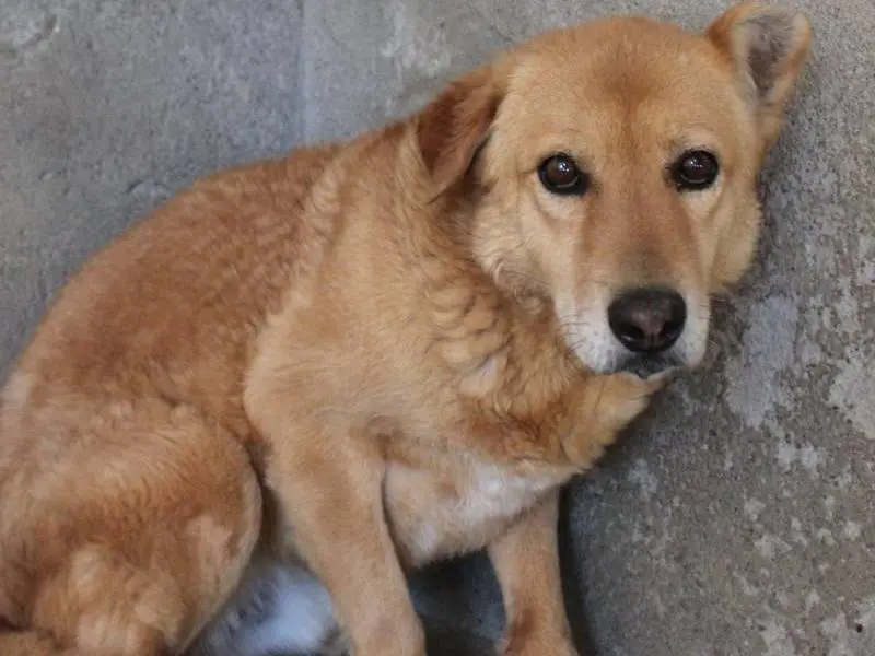 Adotta il cane Jerry a Arezzo