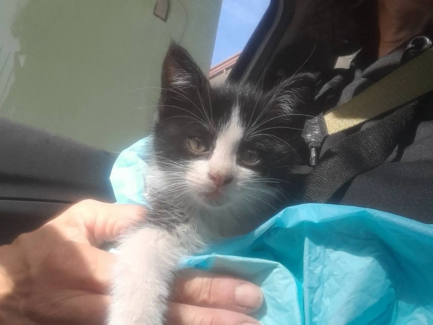 Adotta un gatto, maschio, 1 mese, Caserta