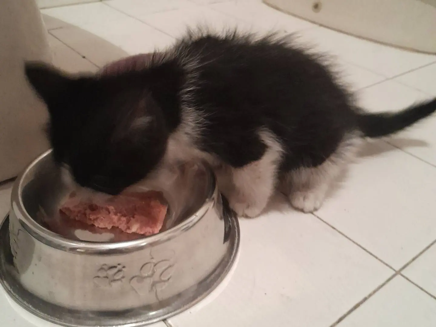 Adotta un gatto, taglia non valida, maschio, Caserta
