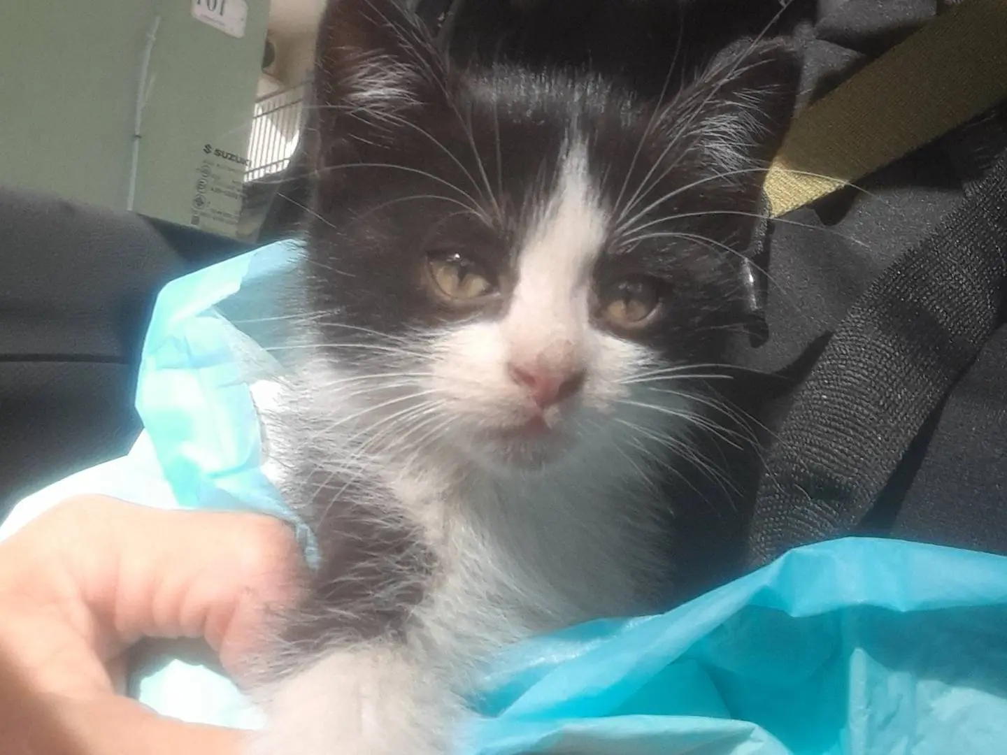 Adozione gatto, maschio, Razza sconosciuta Razza sconosciuta, 1 mese, taglia non valida, Caserta