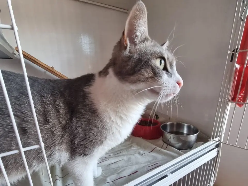 Adozione gatto, maschio, Razza sconosciuta Razza sconosciuta, 2 anni e 2 mesi, taglia non valida, Brescia