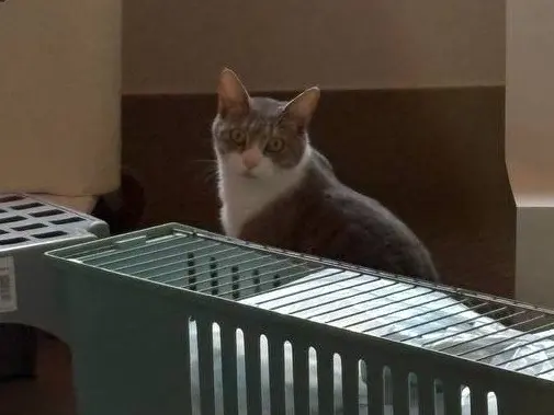 Adotta un gatto, maschio, 2 anni e 2 mesi, Brescia