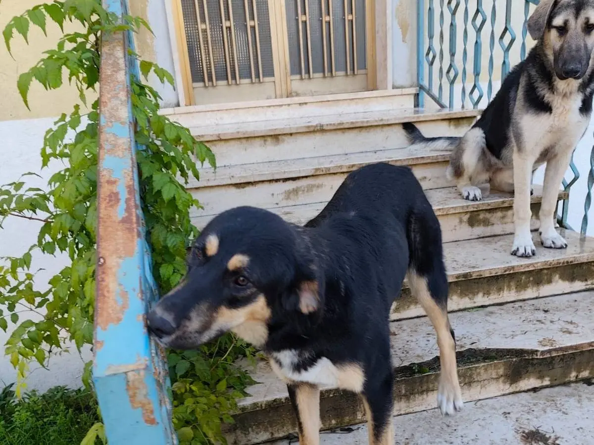 Vuoi adottare un cane a Avellino?