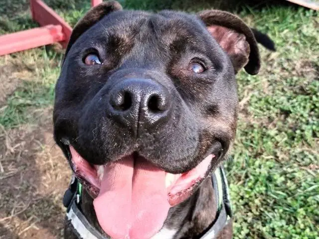 Adozione cane, maschio, Pitbull, 5 anni e 2 mesi, taglia media, Monza