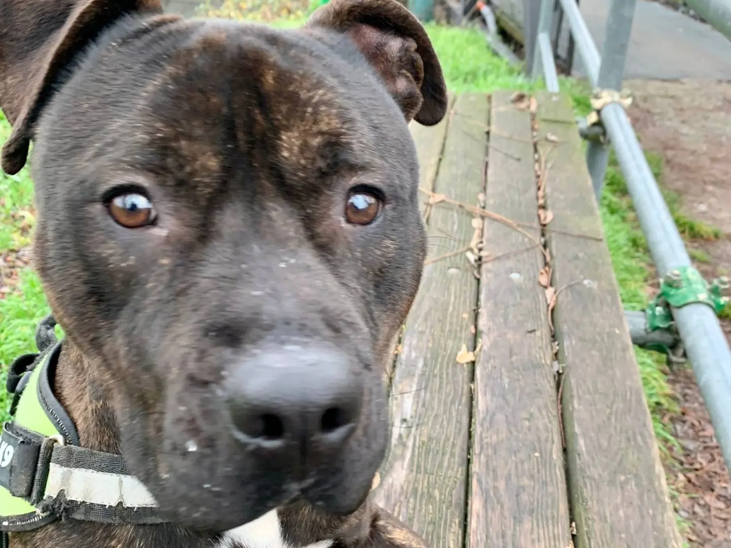 Adotta un cane, maschio, 5 anni e 2 mesi, Monza