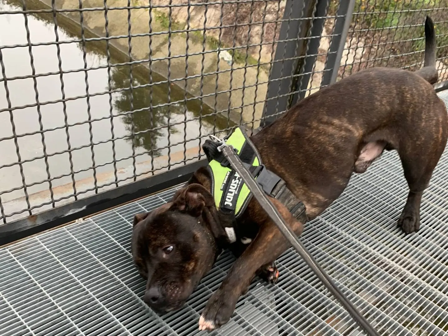 Adotta un cane, taglia media, maschio, Monza