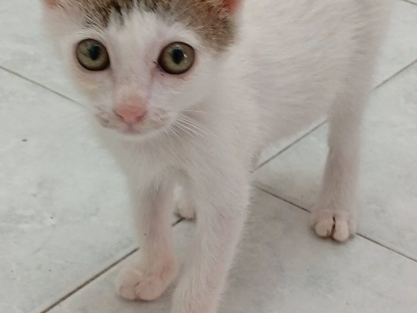 Vuoi adottare un gatto a Terni?