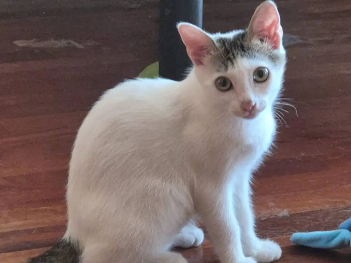 Adozione gatto, femmina, Razza sconosciuta Razza sconosciuta, 5 mesi, taglia non valida, Terni
