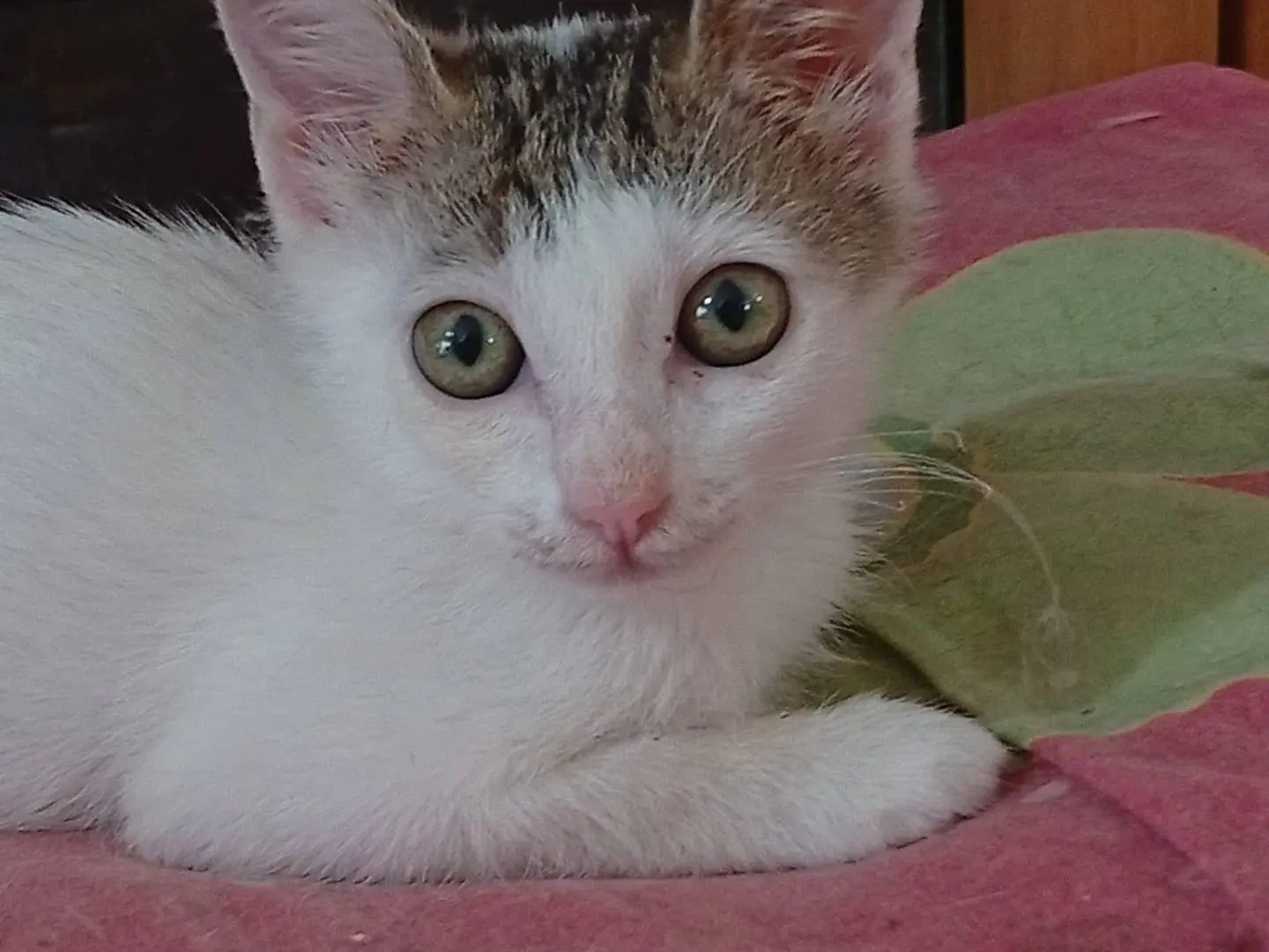 Adotta un gatto, taglia non valida, femmina, Terni