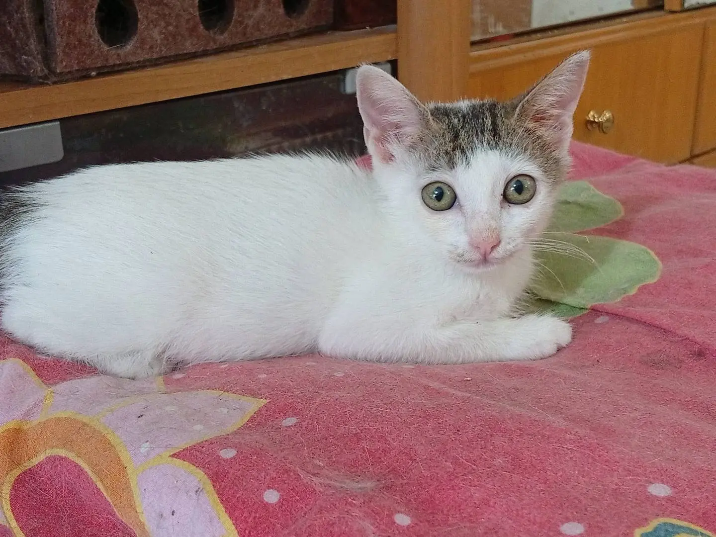 Adotta un gatto, femmina, 5 mesi, Terni