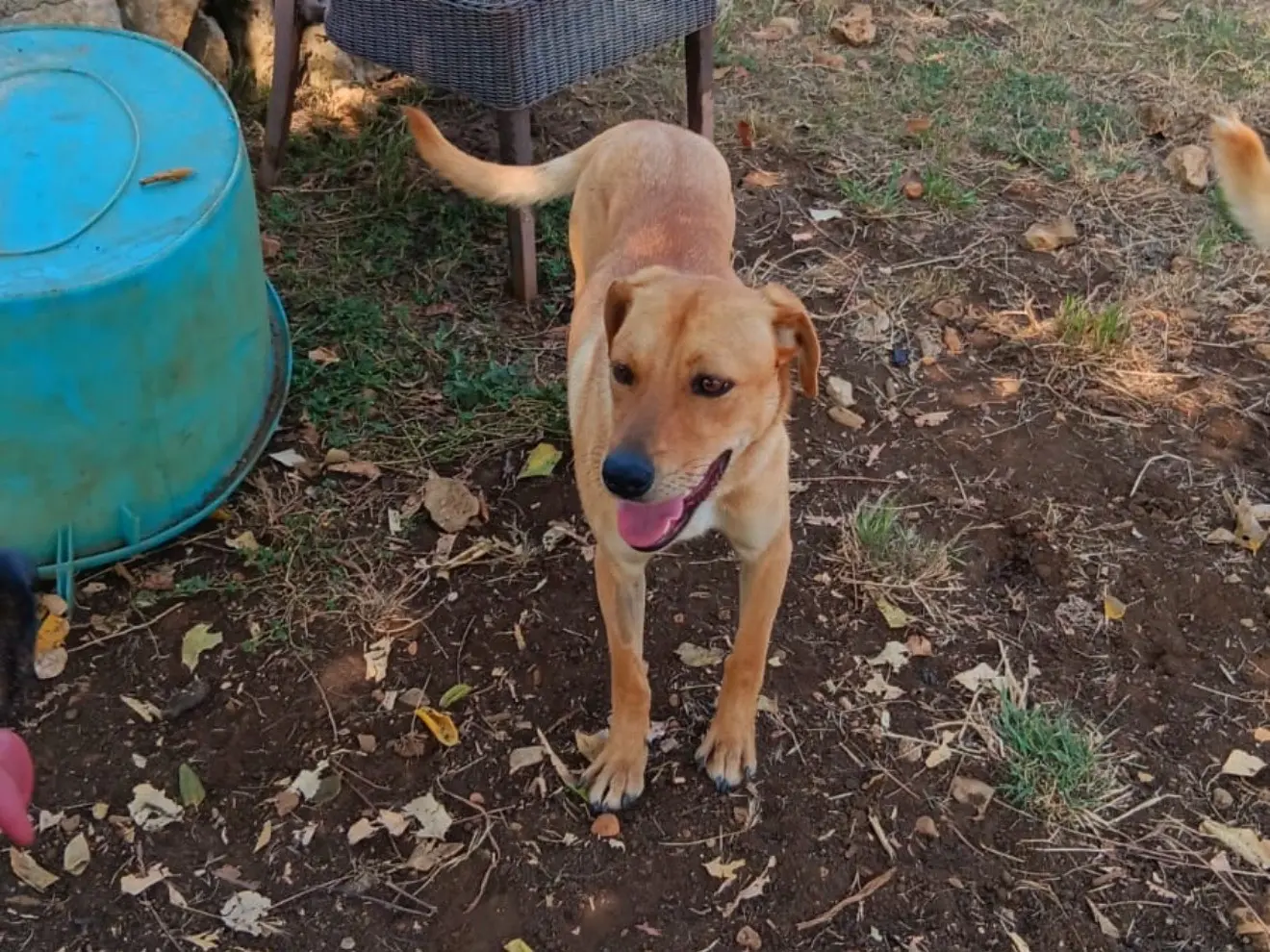 Adozione cane, maschio, Razza sconosciuta Razza sconosciuta, 2 anni e 2 mesi, taglia media, Latina