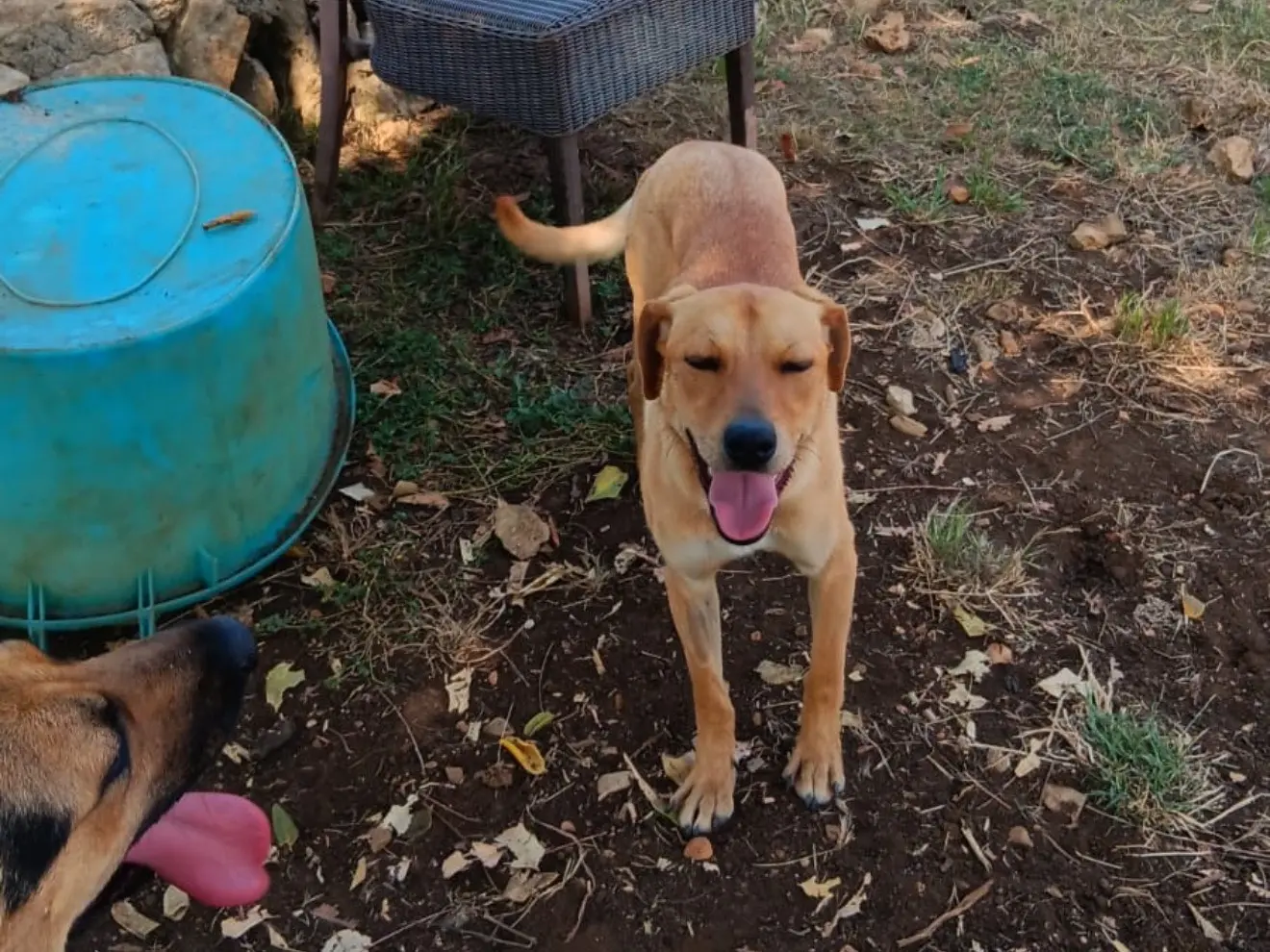 Adotta un cane, maschio, 2 anni e 2 mesi, Latina