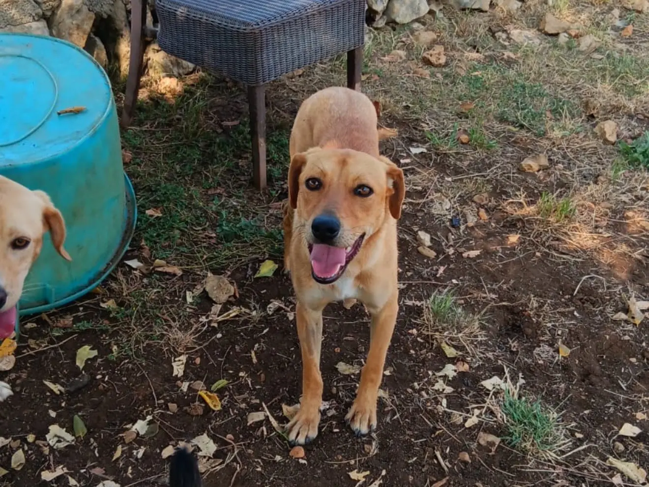 Vuoi adottare un cane a Latina?