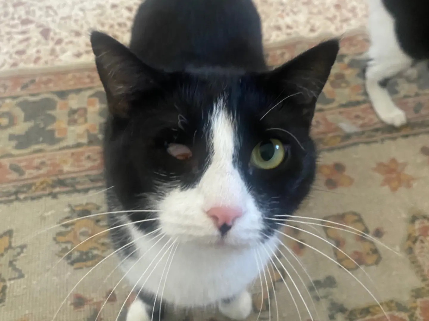 Adozione gatto, femmina, Razza sconosciuta Razza sconosciuta, 5 anni e 8 mesi, taglia non valida, Teramo