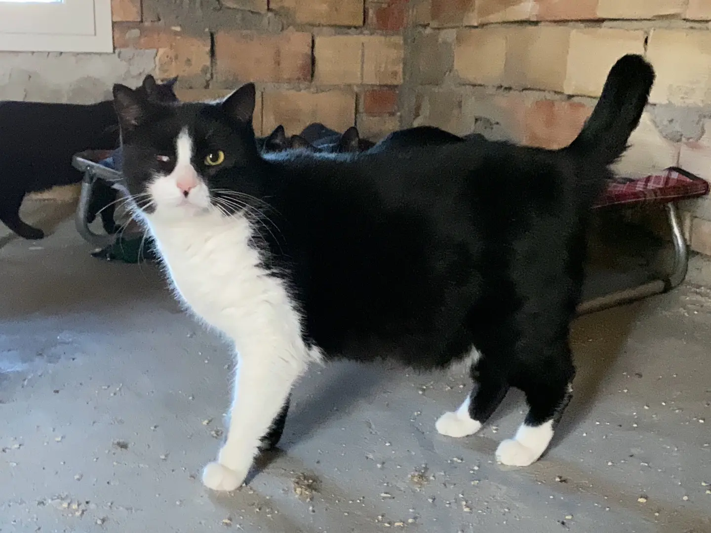 Adotta un gatto, taglia non valida, femmina, Teramo