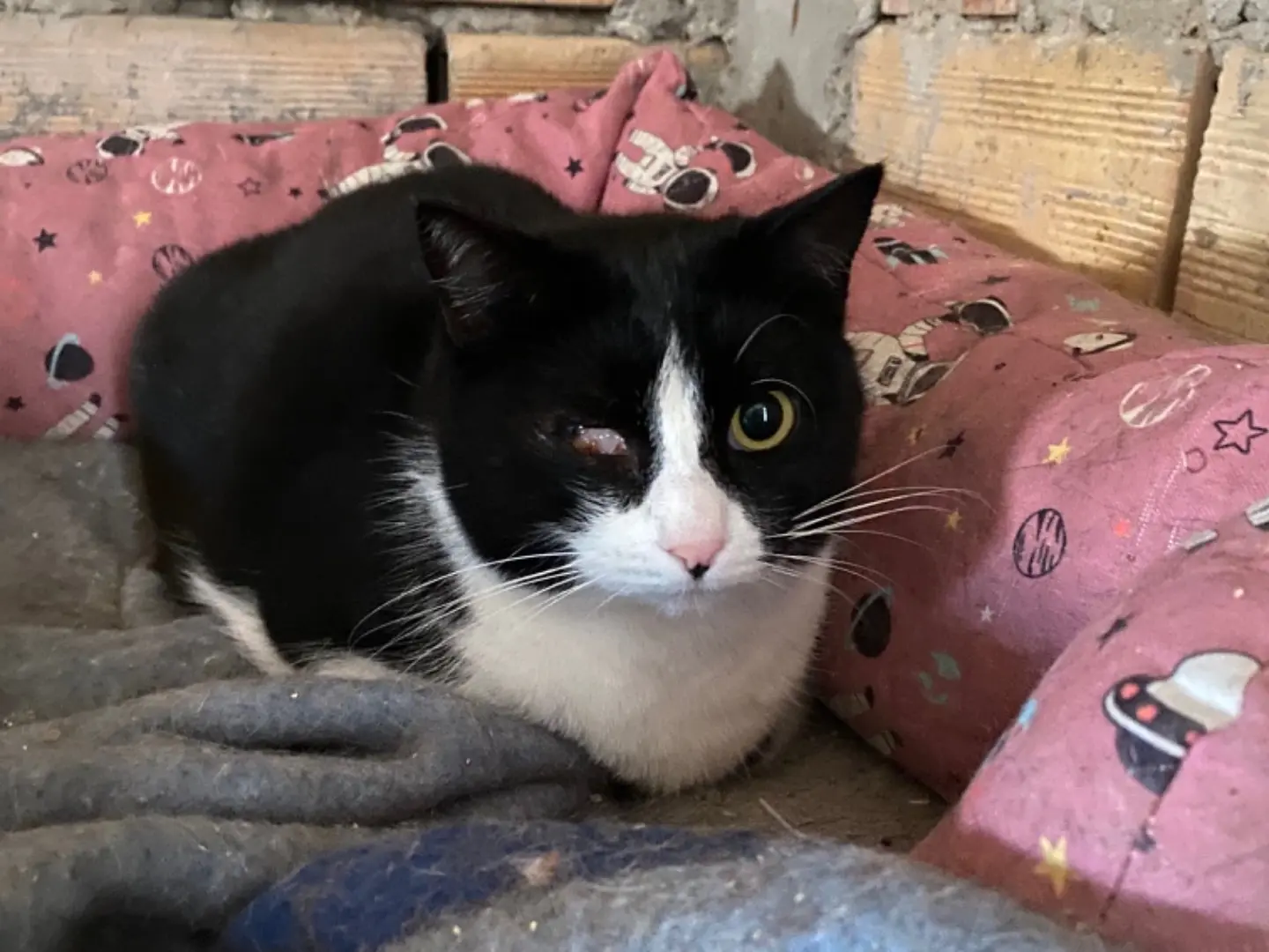 Adotta un gatto, femmina, 5 anni e 8 mesi, Teramo