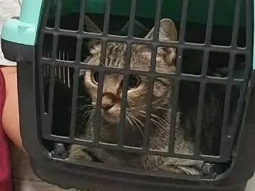 Adozione gatto, femmina, Razza sconosciuta Razza sconosciuta, 1 anno, taglia non valida, Ravenna