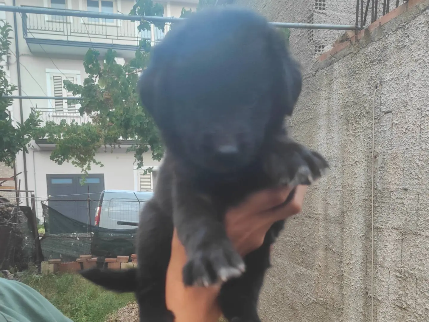 Vuoi adottare un cane a Vibo?