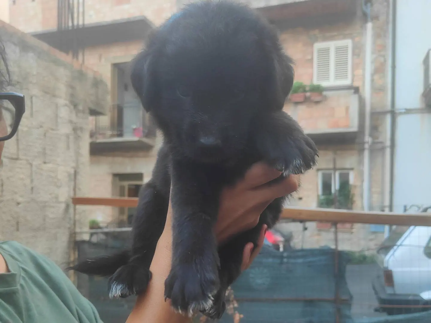 Adozione cane, femmina, Razza sconosciuta Razza sconosciuta, 4 mesi, taglia media, Vibo
