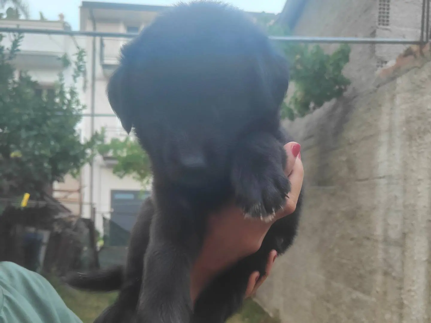 Adotta un cane, femmina, 4 mesi, Vibo