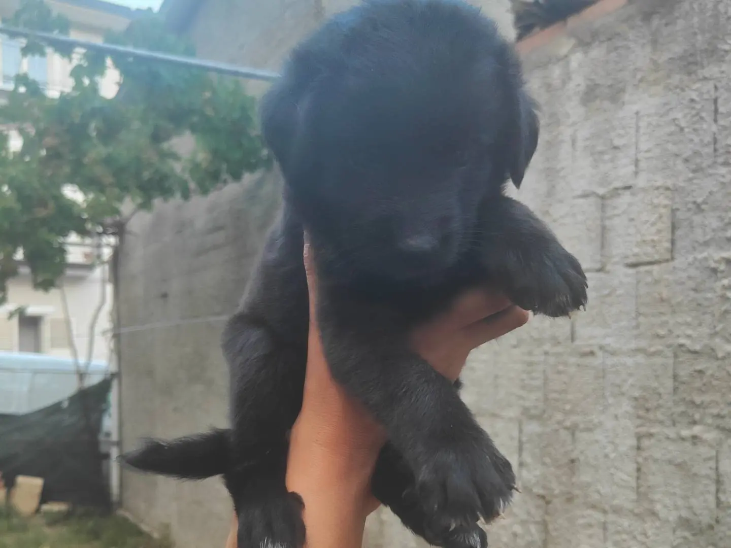 Adotta un cane, taglia media, femmina, Vibo