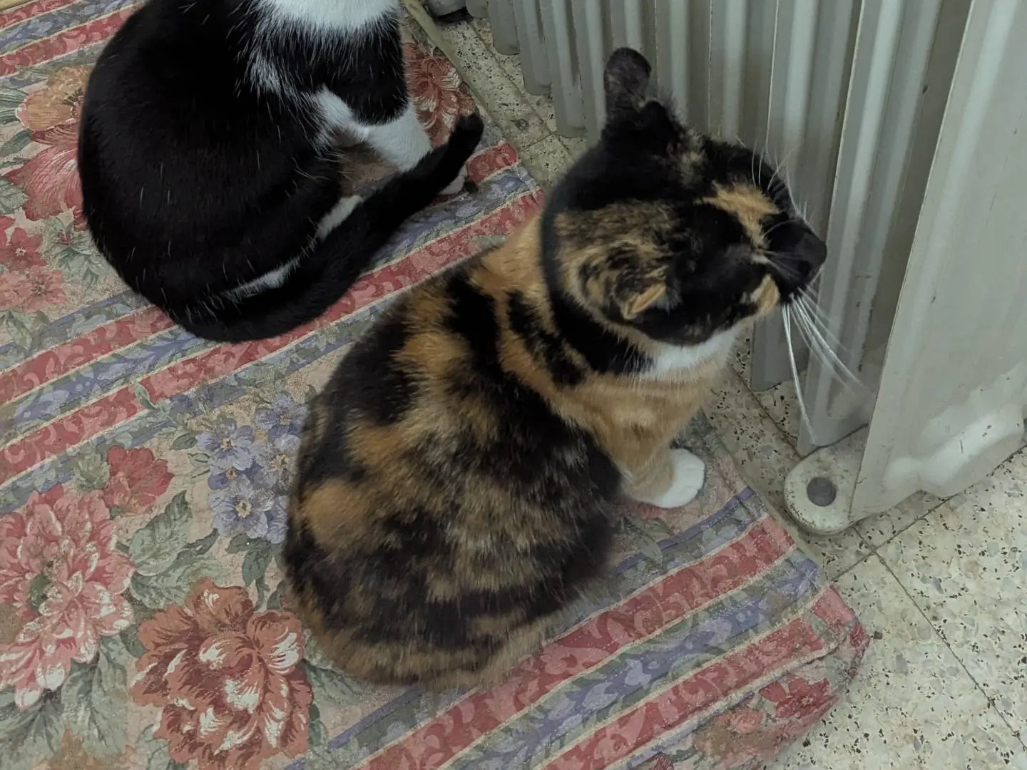 Adotta un gatto, femmina, 4 anni e 4 mesi, Teramo