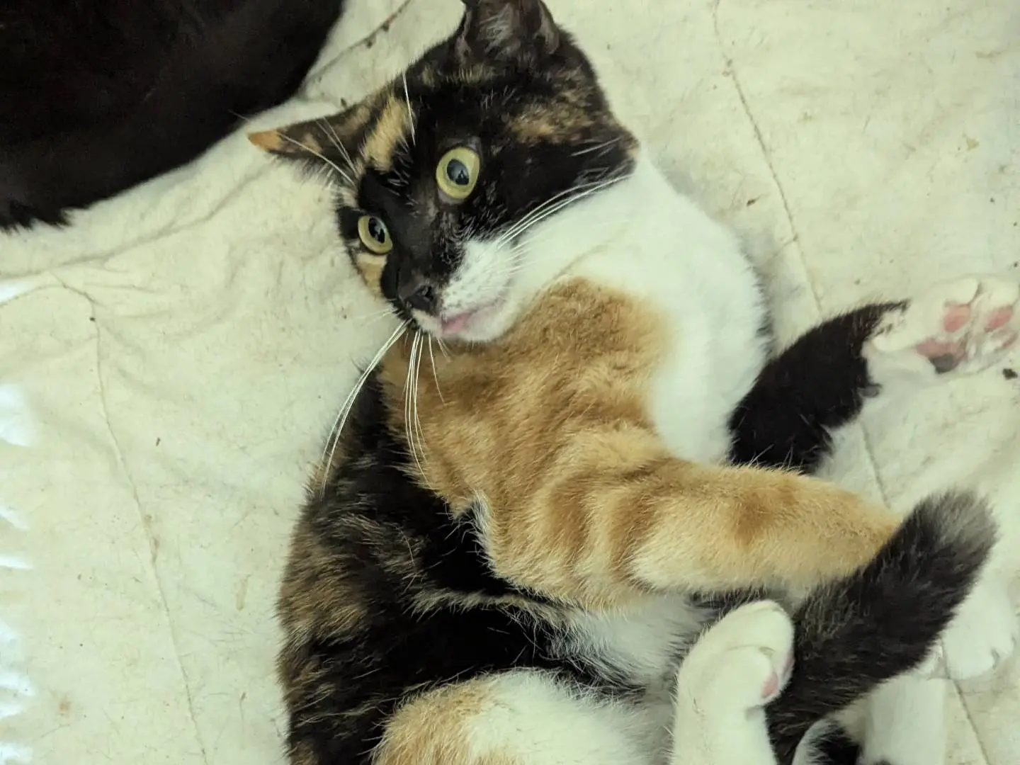 Adozione gatto, femmina, Razza sconosciuta Razza sconosciuta, 4 anni e 4 mesi, taglia non valida, Teramo