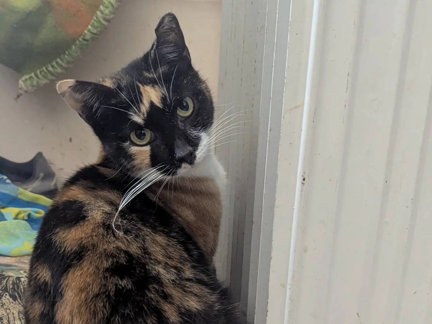 Adotta un gatto, taglia non valida, femmina, Teramo