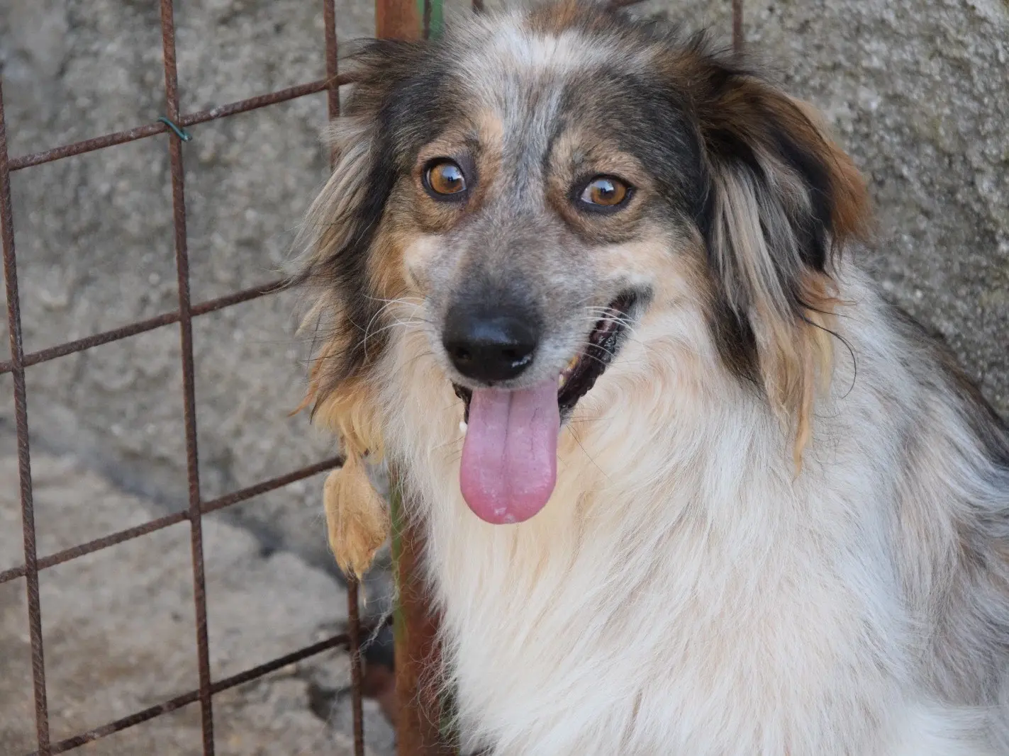 Adotta un cane, maschio, 6 anni, Pescara
