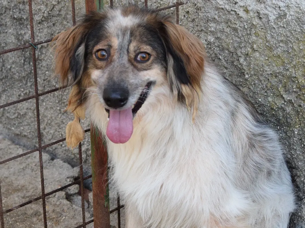 Vuoi adottare un cane a Pescara?