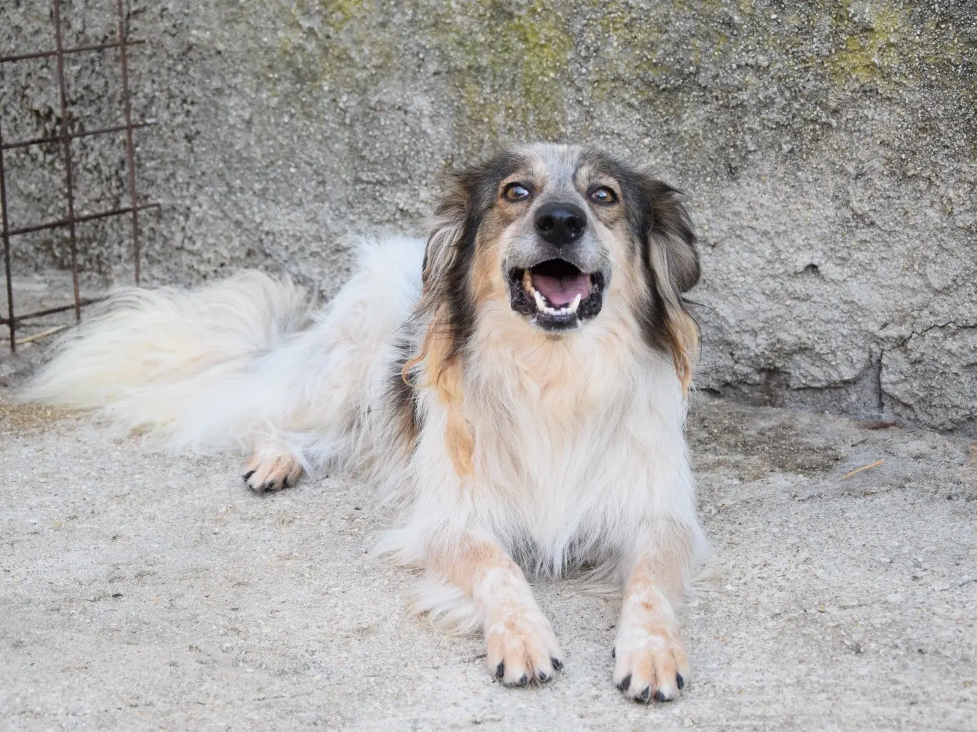 Adozione cane, maschio, Razza sconosciuta Razza sconosciuta, 6 anni, taglia media, Pescara