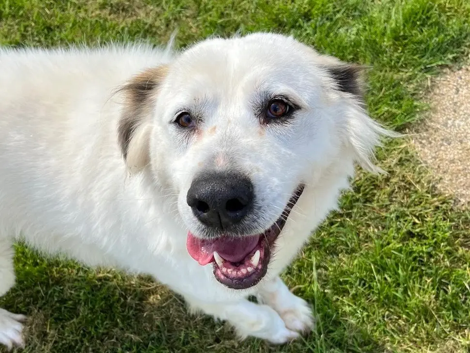 Adozione cane, maschio, Razza sconosciuta Razza sconosciuta, 7 anni e 3 mesi, taglia grande, Latina