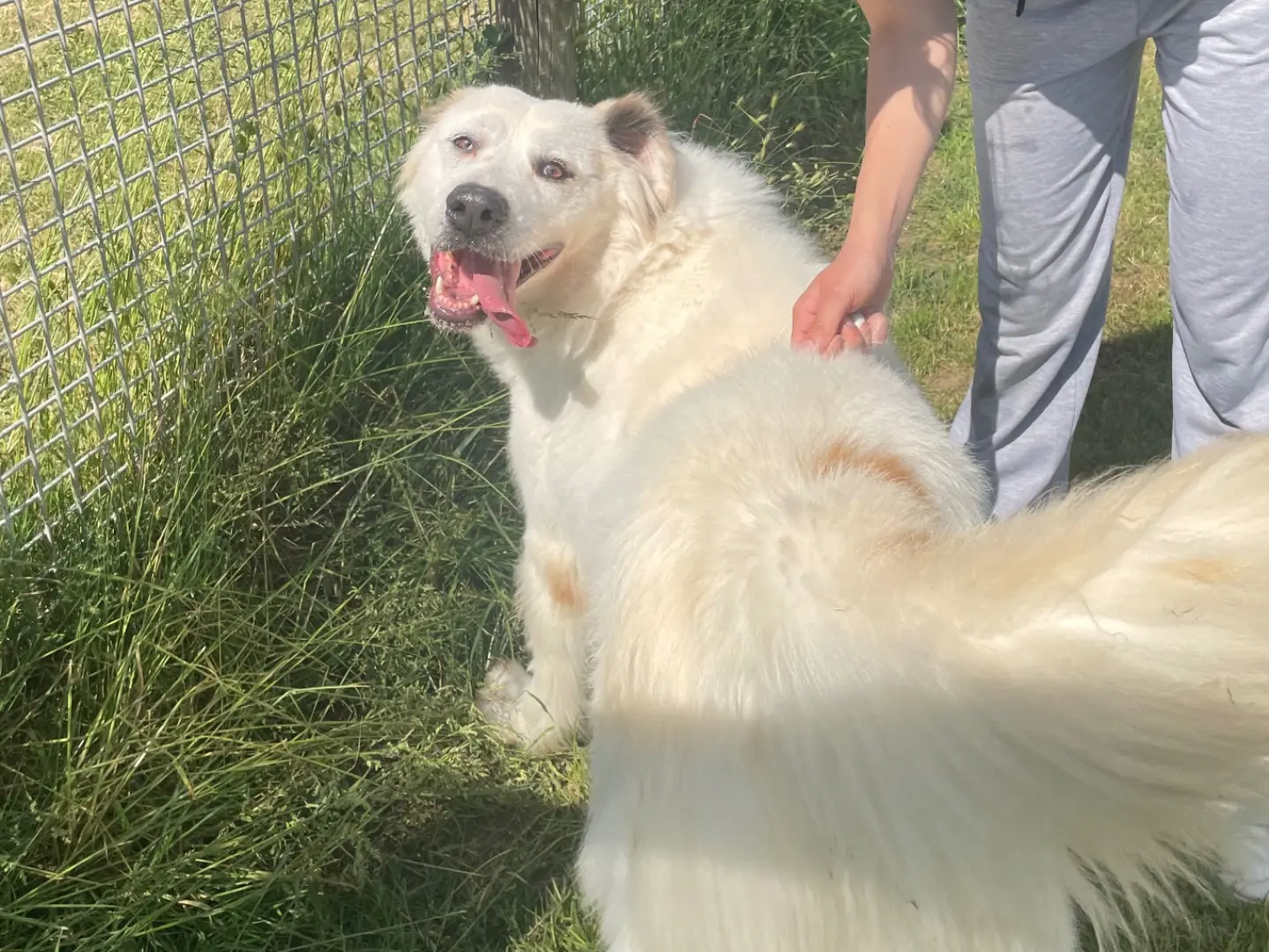Adotta un cane, taglia grande, maschio, Latina