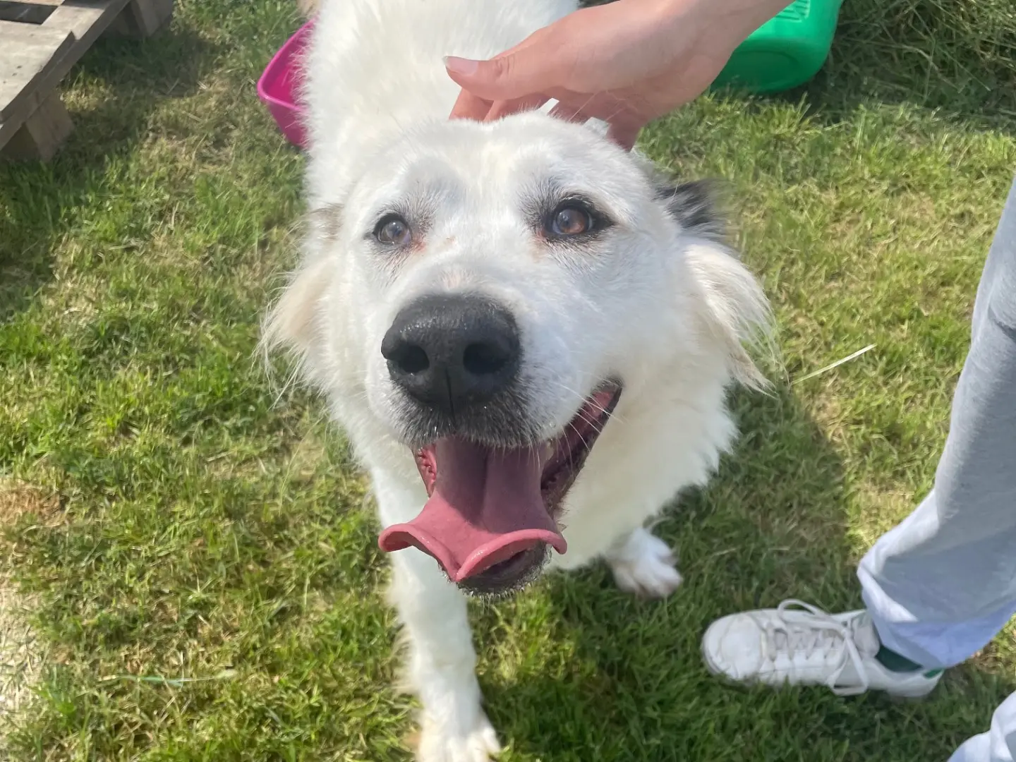 Adotta un cane, maschio, 7 anni e 3 mesi, Latina