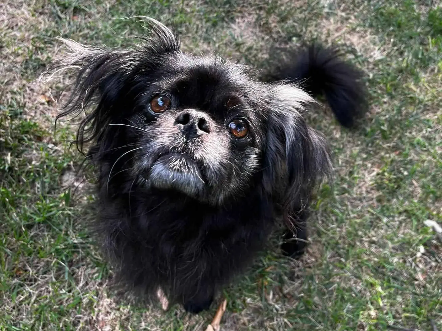 Adotta un cane, taglia piccola, maschio, Firenze
