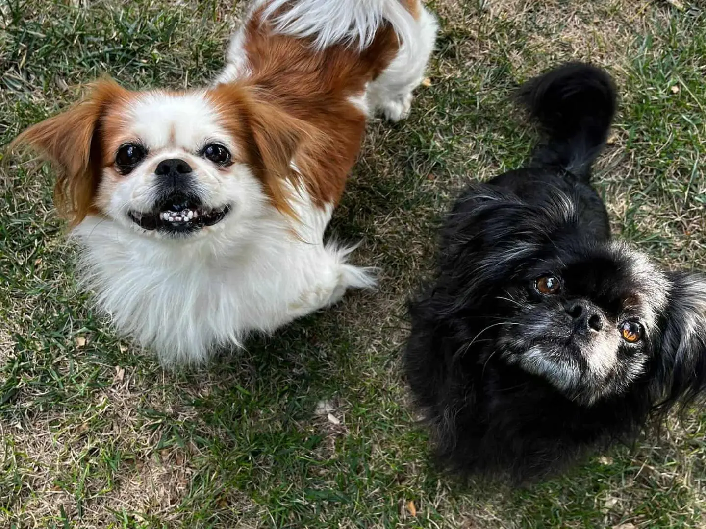Adotta un cane, maschio, 8 anni e 8 mesi, Firenze