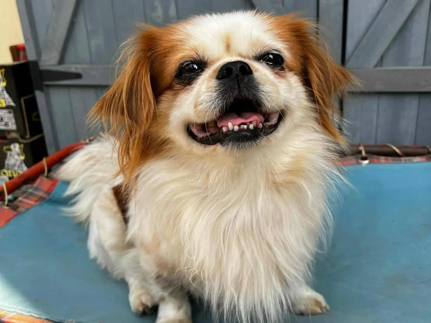 Vuoi adottare un cane a Firenze?