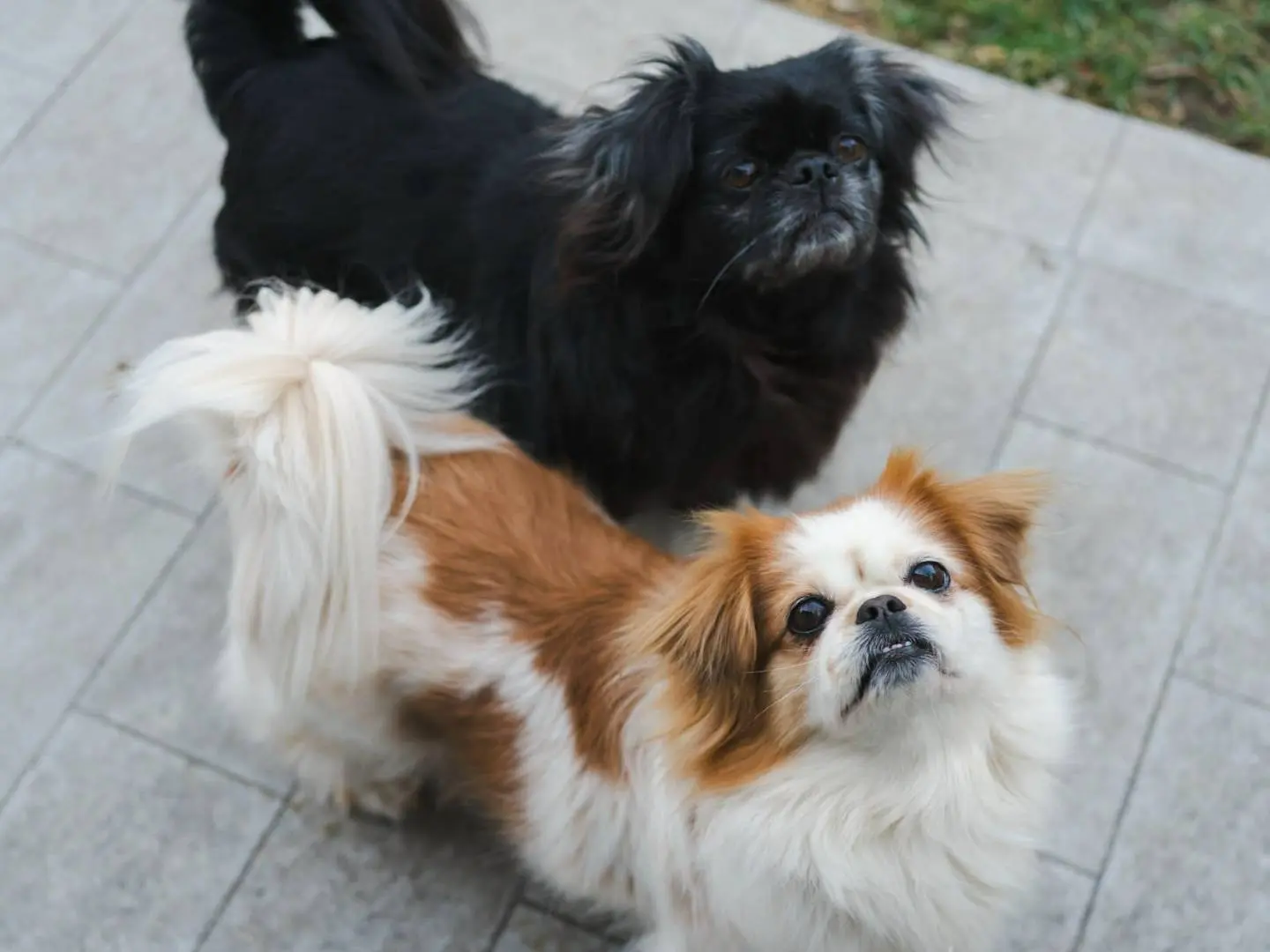 Adozione cane, maschio, Razza sconosciuta Razza sconosciuta, 8 anni e 8 mesi, taglia piccola, Firenze