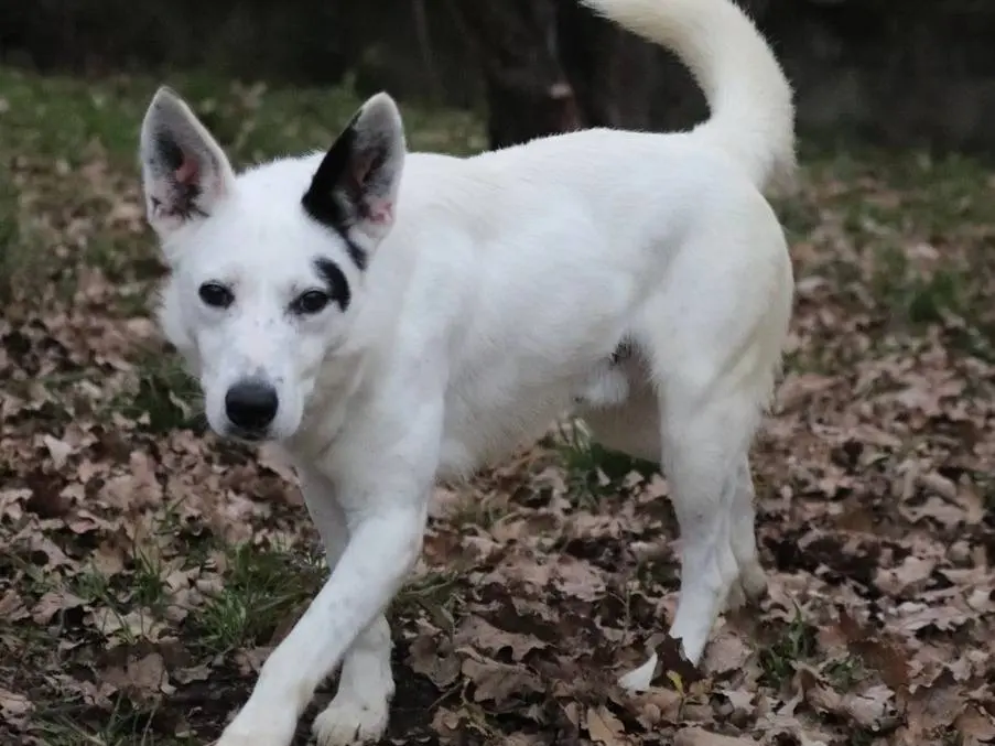 Adotta un cane, taglia media, maschio, Milano