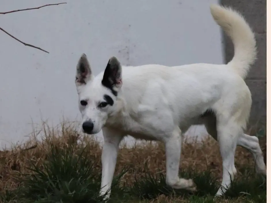 Vuoi adottare un cane a Milano?
