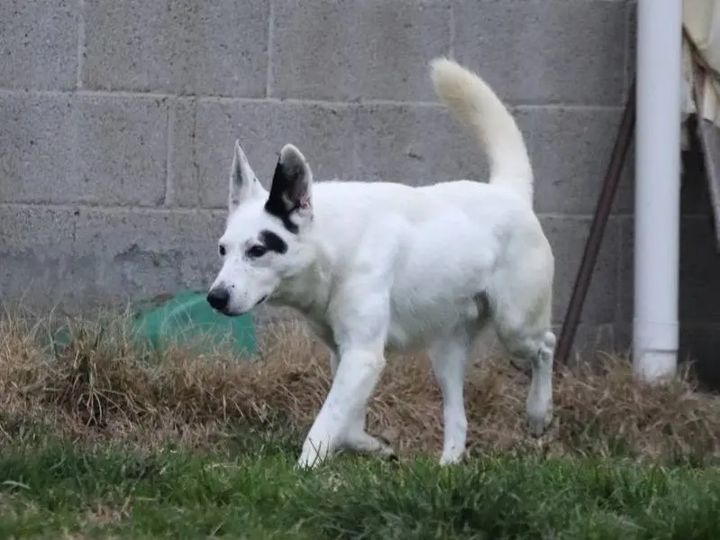 Adotta un cane, maschio, 7 anni, Milano
