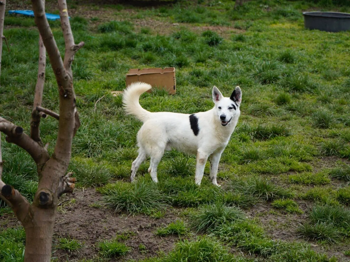 Adozione cane, maschio, Razza sconosciuta Razza sconosciuta, 7 anni, taglia media, Milano