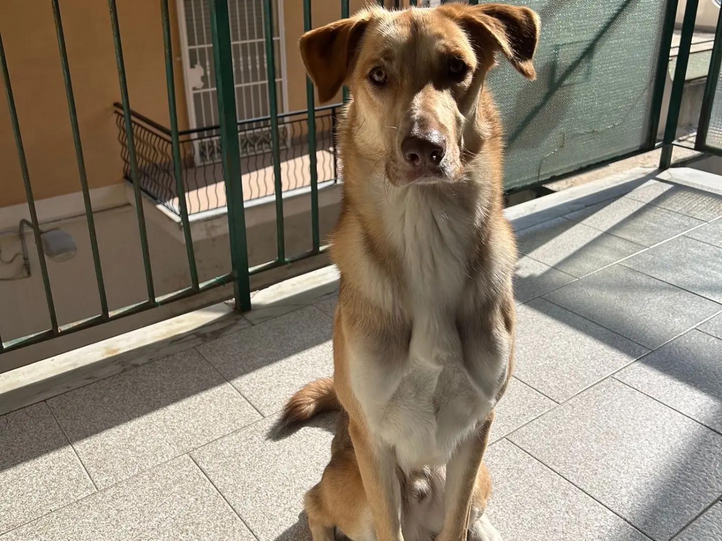Adozione cane, maschio, Razza sconosciuta Razza sconosciuta, 1 anno e 11 mesi, taglia media, Vibo