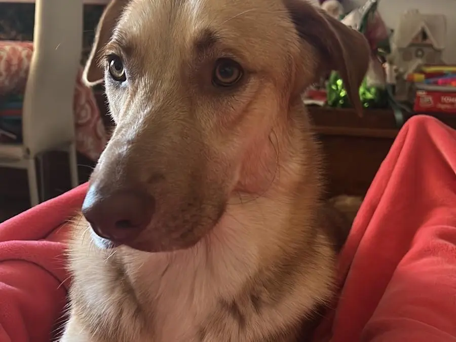 Adotta il cane Pepe a Vibo