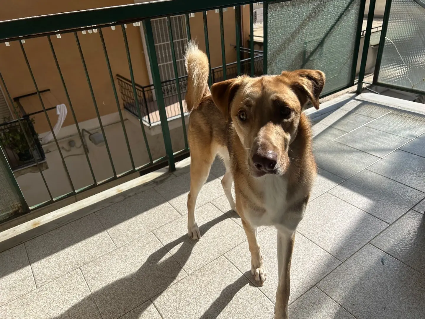 Adotta un cane, maschio, 1 anno e 11 mesi, Vibo