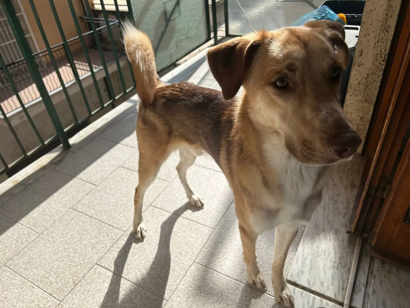 Adotta un cane, taglia media, maschio, Vibo