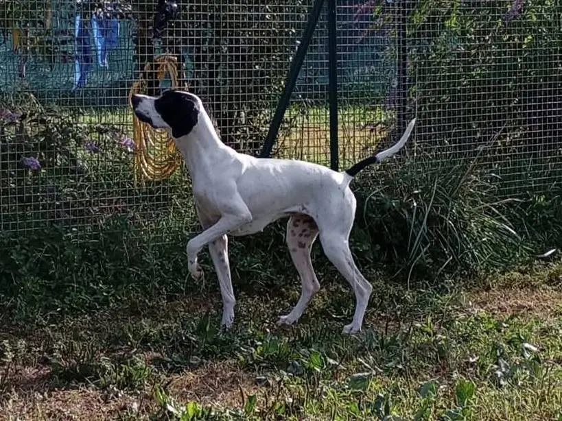 Adotta il cane DORA a Monza