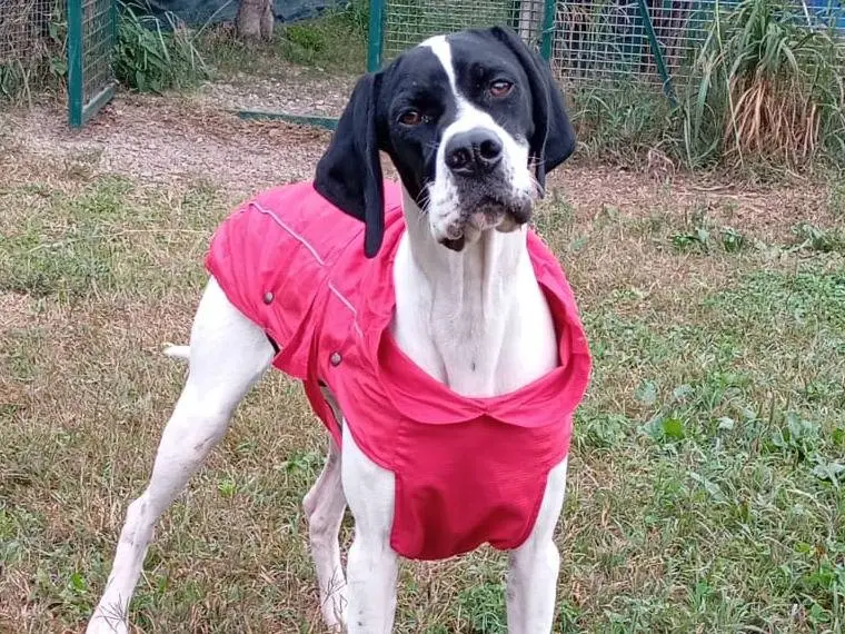 Adozione cane, femmina, Pointer Razza sconosciuta, 1 anno e 7 mesi, taglia media, Monza